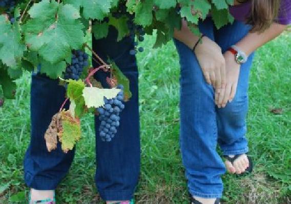 Children in the vineyard