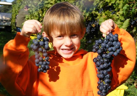 Boy holding grapes